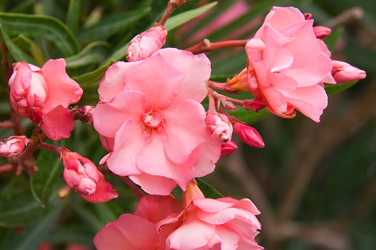 Pink Oleander