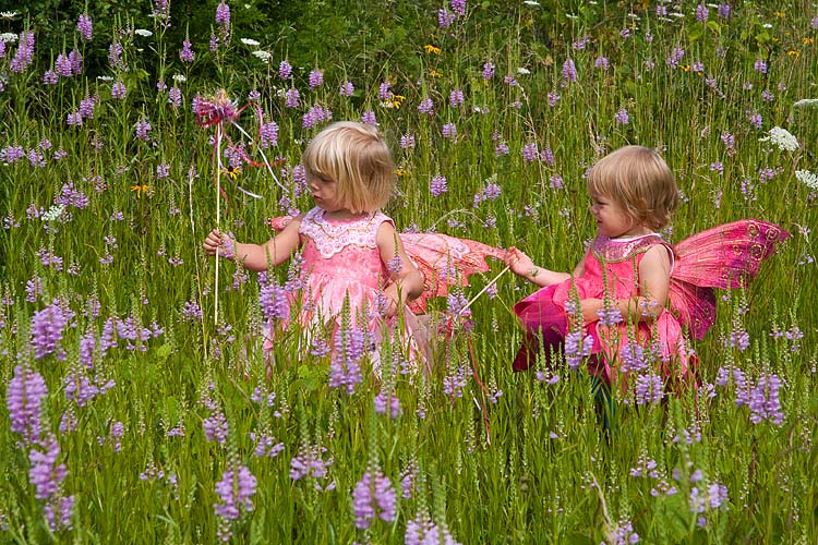 Fairies In A Field of Wildflowers