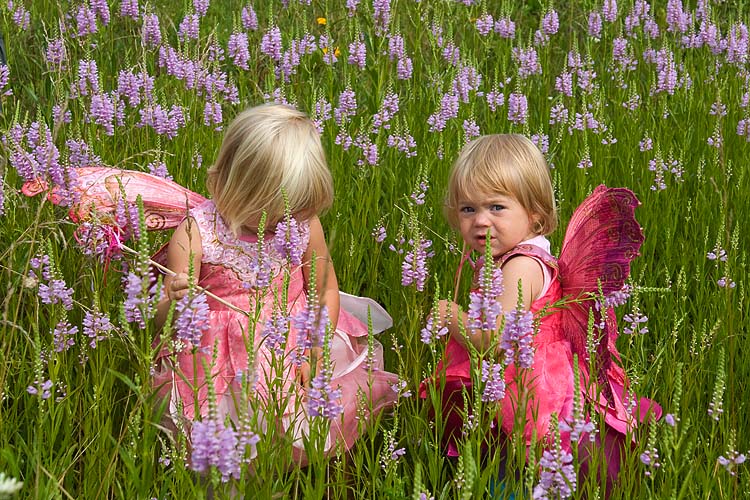 Two Pink Fairies