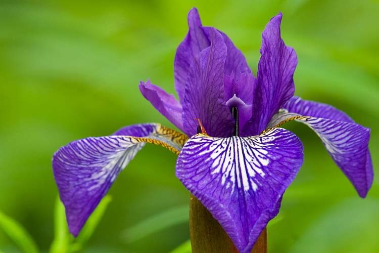 Wild Iris