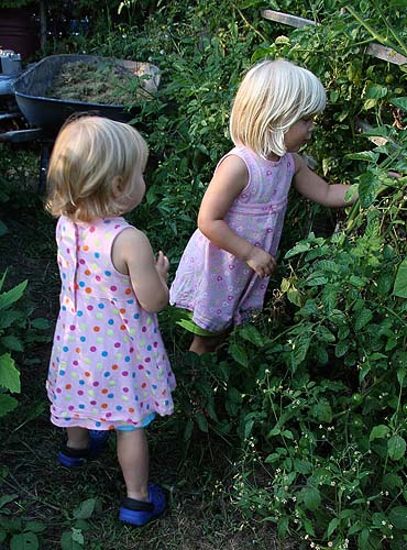Picking Tomatoes
