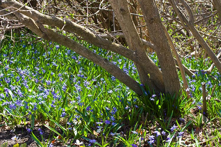 Blue Undergrowth