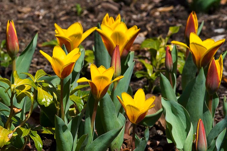 Tulips