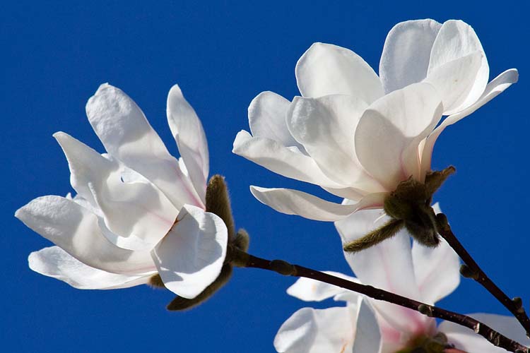 Perfect White Magnolia