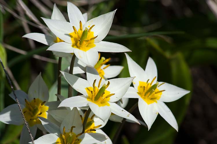 White Stars