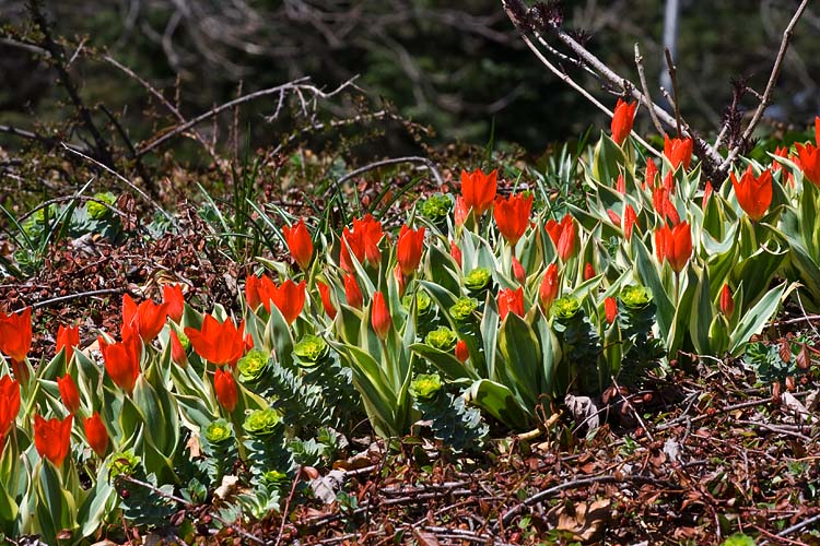 Row Of Red