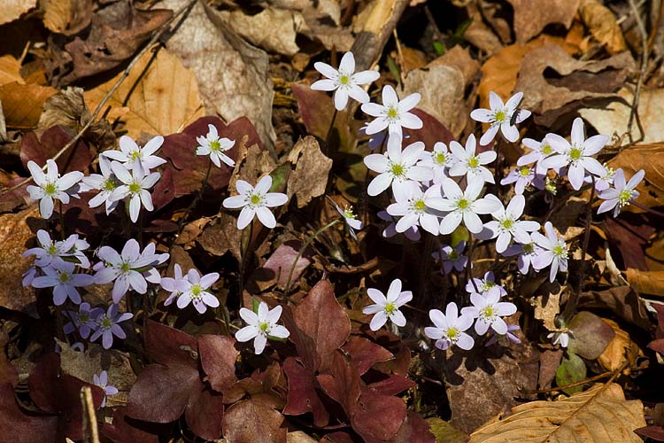 Sharp Lobed Hepatica