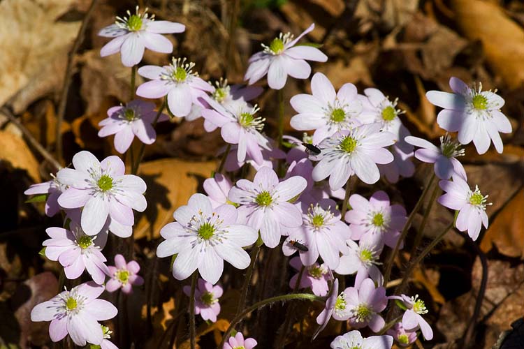 Hepatica