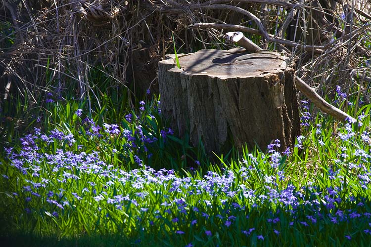 Stump In A Sea of Blue