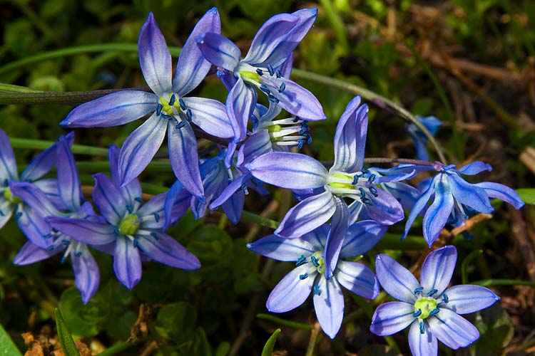 Blue Flowers
