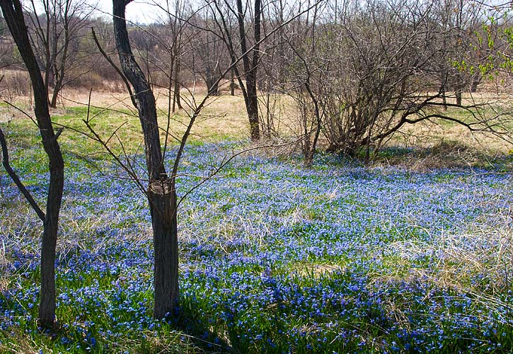 Another Blue Field