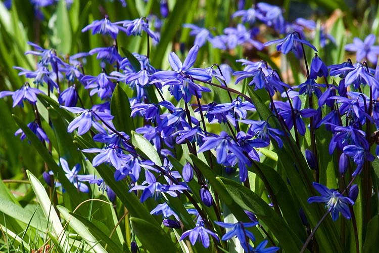 Clump of Blue
