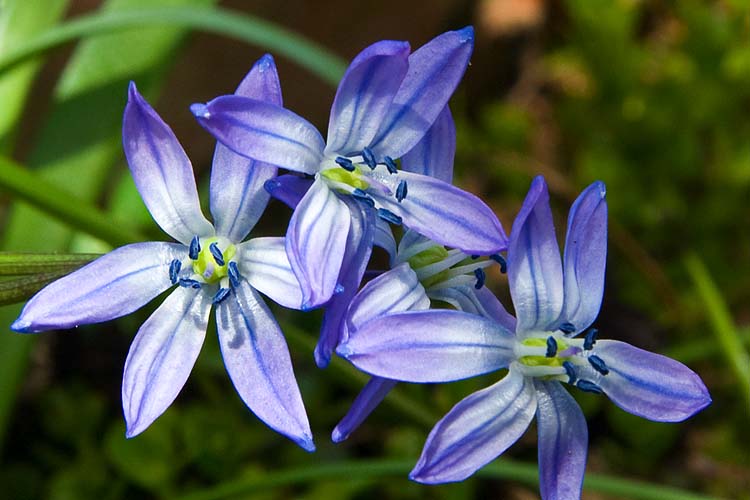 Scilla Portrait
