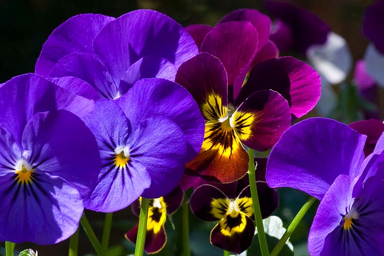 Violas