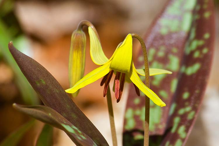 Trout Lily