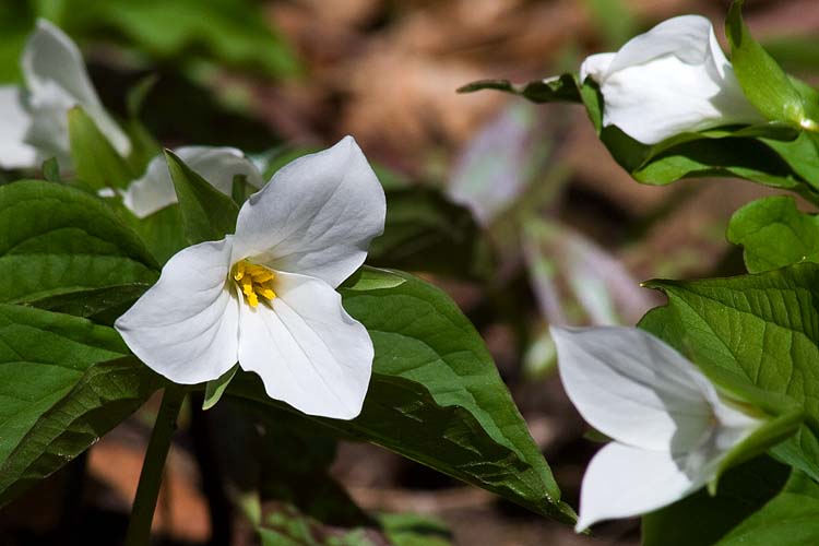 Trilliums