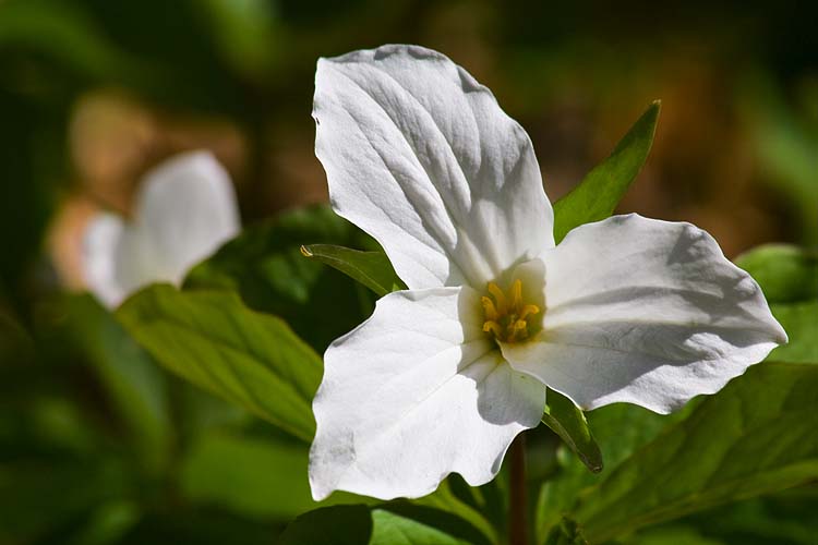 Pure White