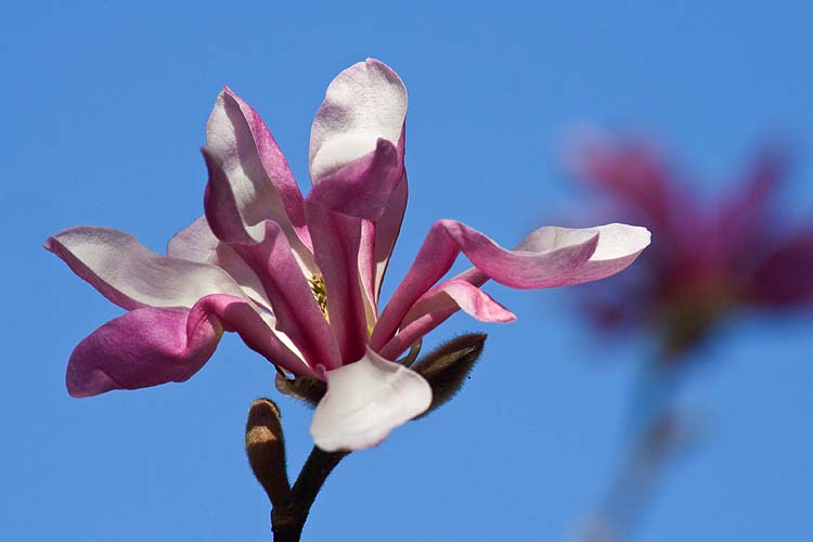 Pink Star