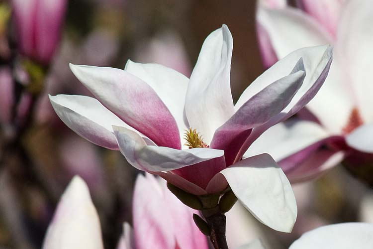 Perfect Bloom
