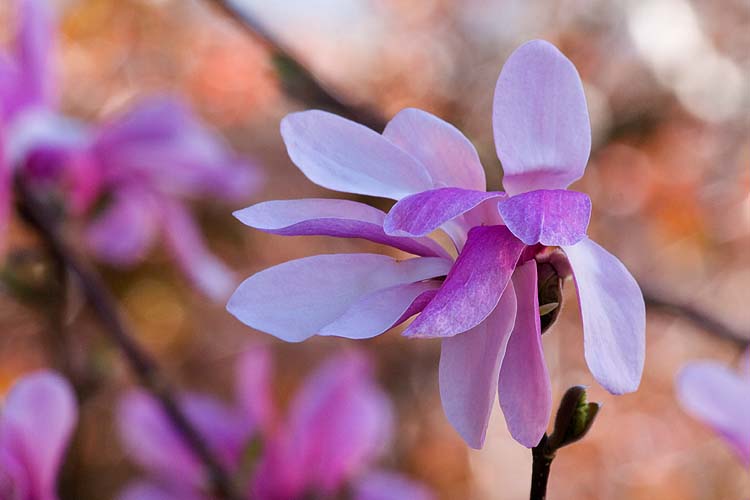 Pink Magnolia