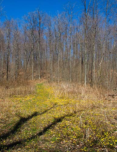 Yellow Woods