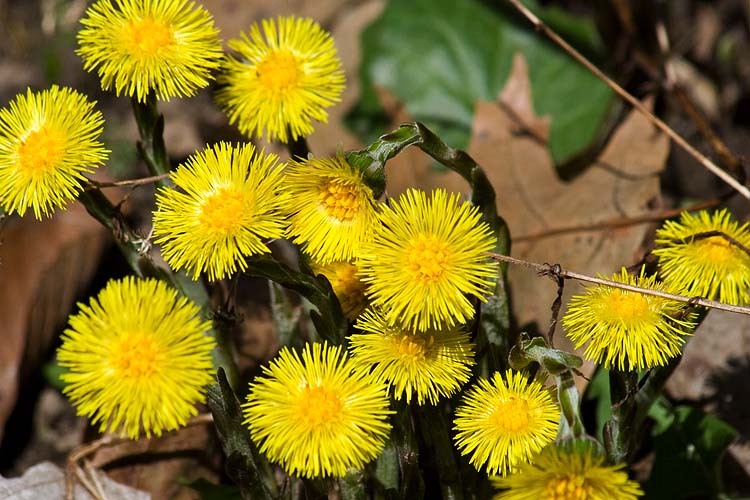 Coltsfoot