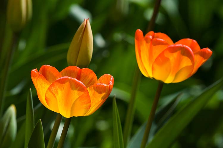 First Tulips