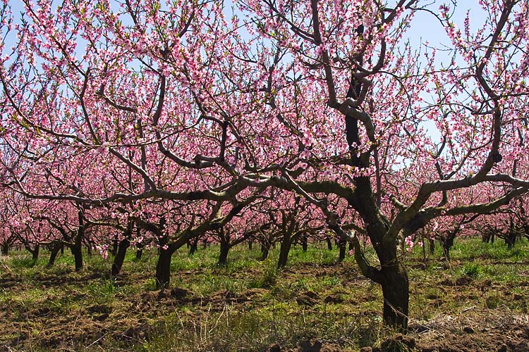 Pink Orchards