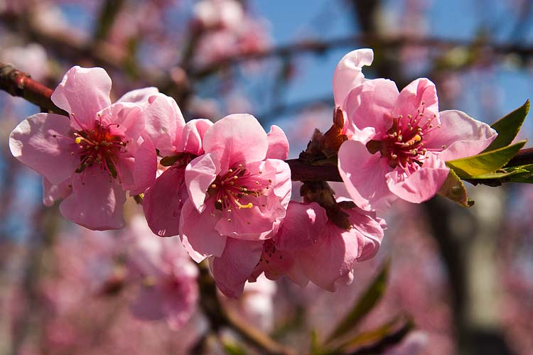 Pink Blossoms