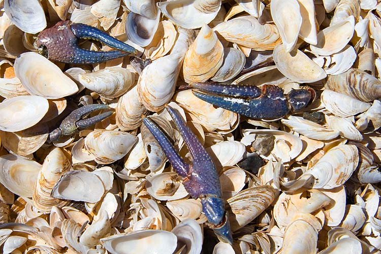 Shells