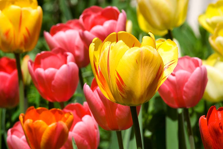 Tulips