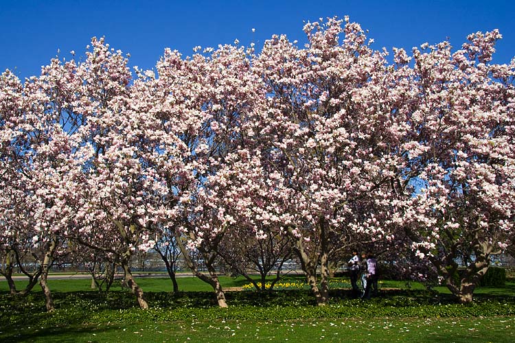 Row of Magnolias
