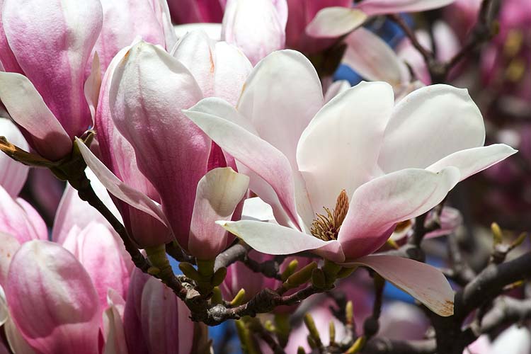 Magnolia  