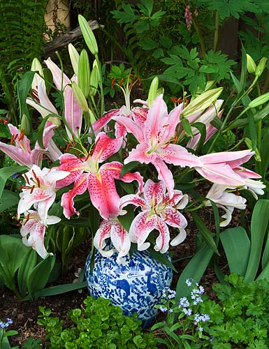 Birthday Lilies