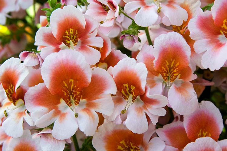 Schizanthus