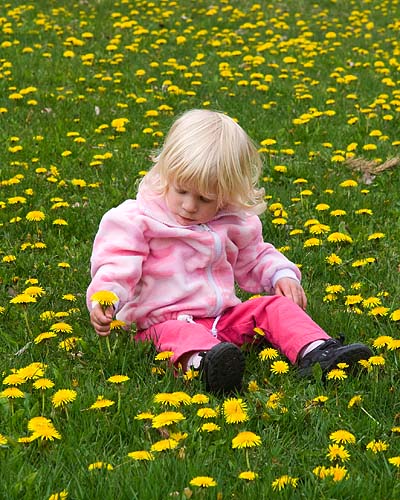 Natalya & the Dandelions