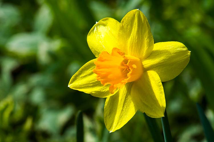Daffodil