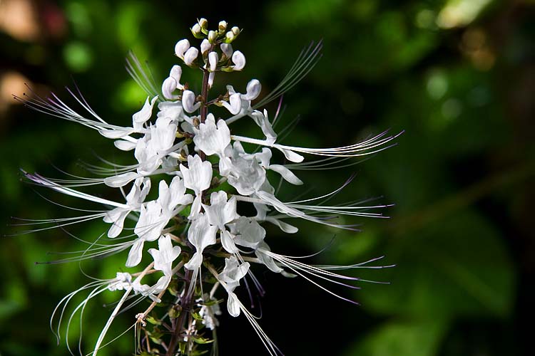 White Tropical