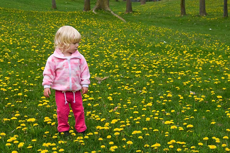 Dandelions Everywhere