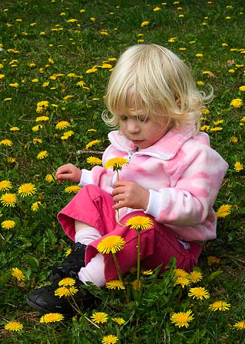 The Dandelion