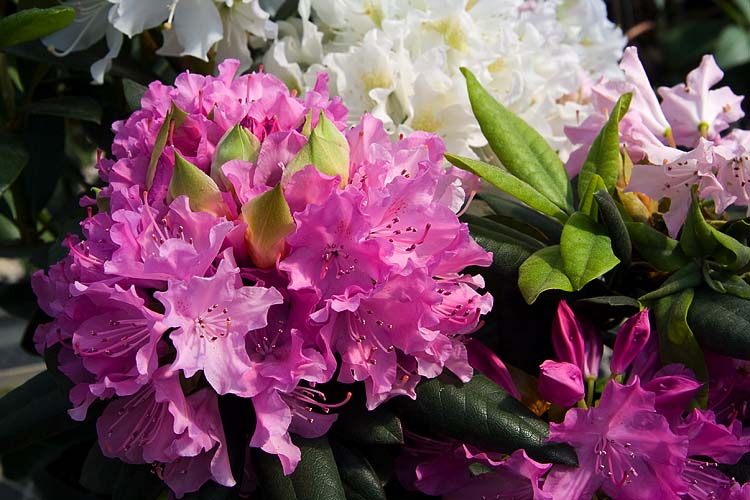 Rhododendrons