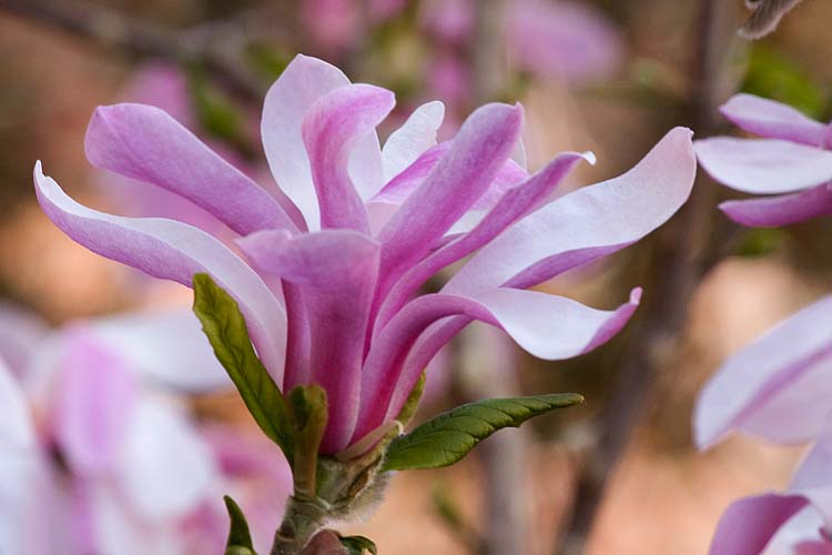 Last Magnolia