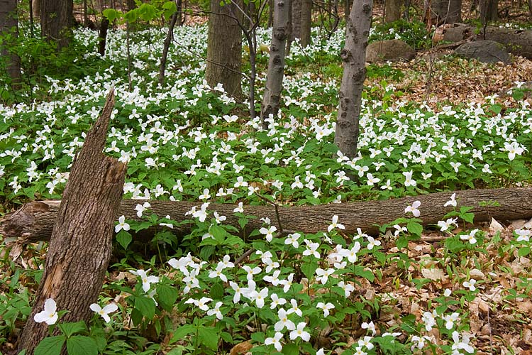 Trilliums
