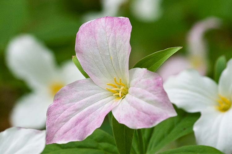 Fading to Pink