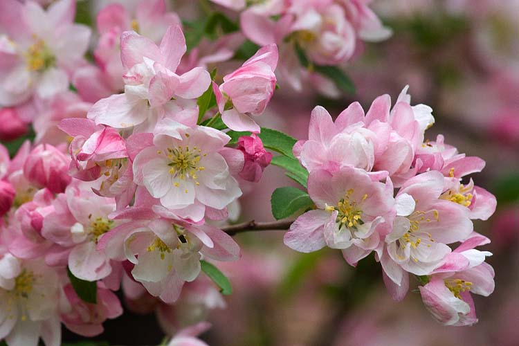 Pink Profusion
