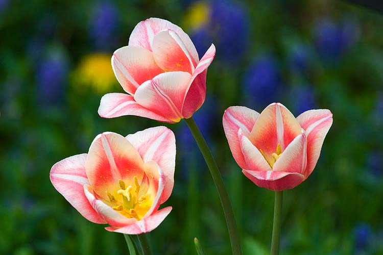 Tulips