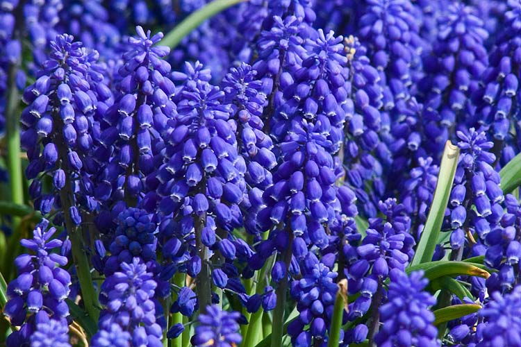 Grape Hyacinths