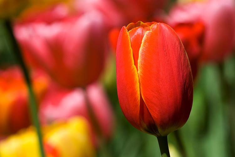 Red Tulip