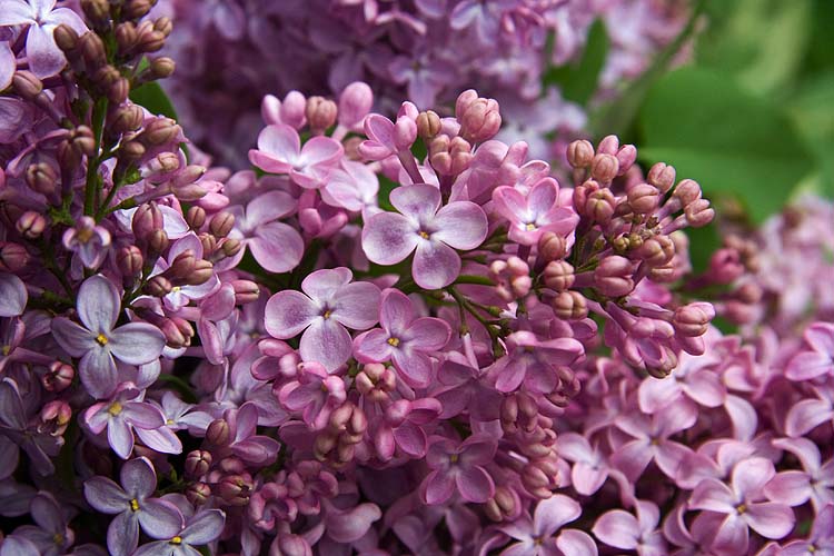 Lilacs