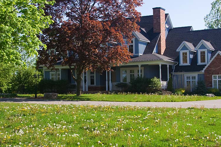 Dandi-lawn